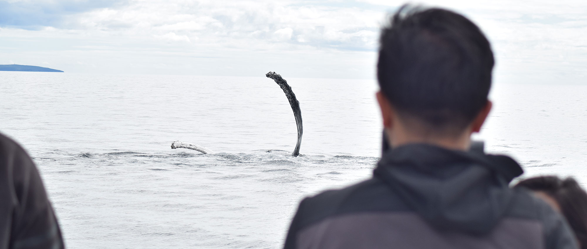 People on a boat social distancing while whale watching.